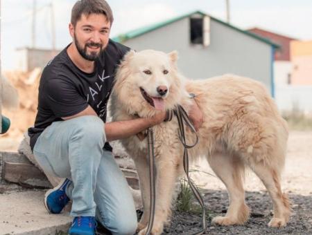 Волонтеры гуляют с собаками из приютов и стоят им новые будки